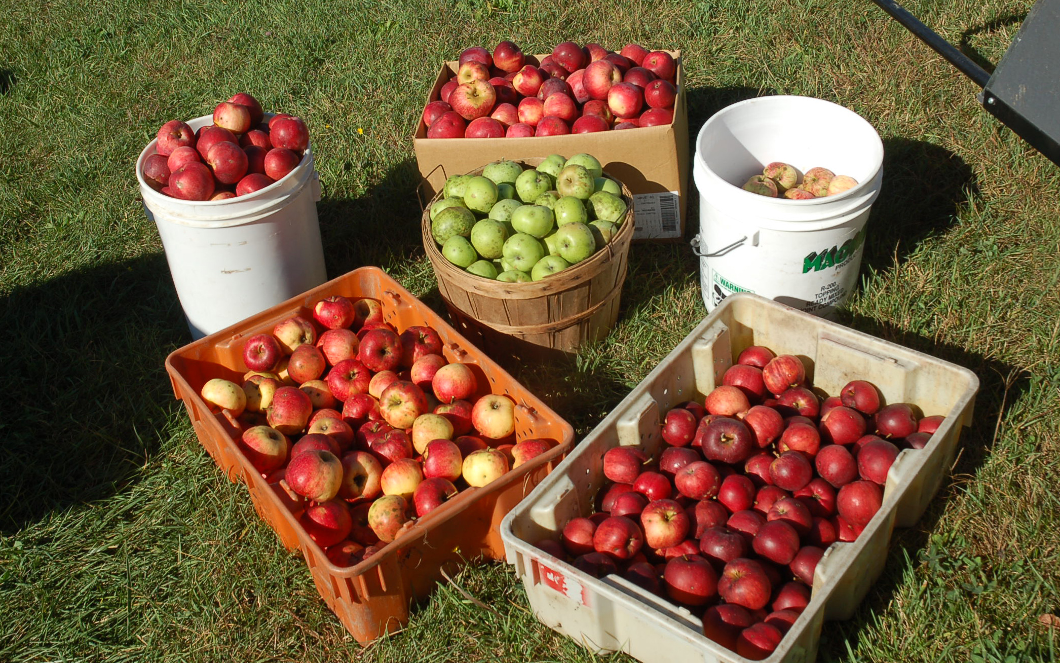 fruit-tree-cultivar-repository-van-kal-permaculture