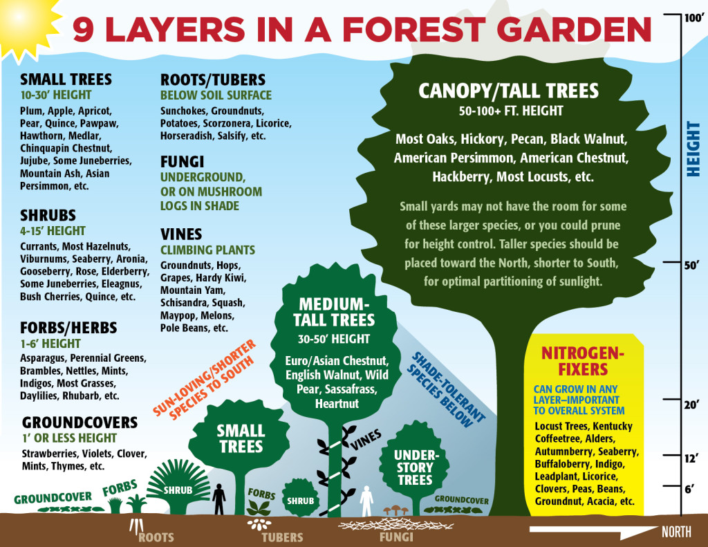 graphic 9 Layers in a Forest Garden, by PJ Chmiel, select to visit website of Van Kal Permaculture dot org